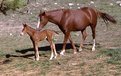 Picture Title - Mother and Foal