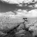 Picture Title - Oil Rig and Sunflowers, Erie Colorado