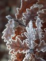 Picture Title - More Frosty Leaves