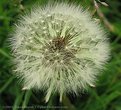 Picture Title - Dandelion