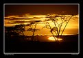 Picture Title - Serengeti Sunrising