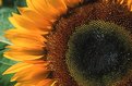 Picture Title - Sunflower