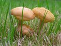 Picture Title - Mushroom