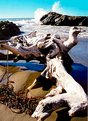 Picture Title - Driftwood Creature Redux
