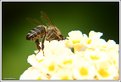 Picture Title - Bee