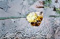 Picture Title - Puddle Poetry