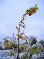 Picture Title - Winter twig