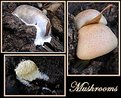 Picture Title - mushrooms 01