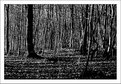 Picture Title - forest bw