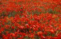 Picture Title - Poppy's Field Abruzzo Italia