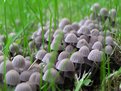 Picture Title - Mushrooms