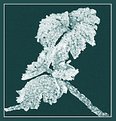 Picture Title - Icy leafes