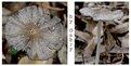 Picture Title - mushroom 02