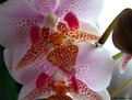 Picture Title - Orquídea-002