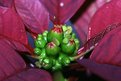 Picture Title - Poinsettia