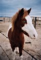 Picture Title - Blye-eyed Horse