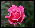 Picture Title - December Rose