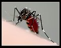 Picture Title - the mosquito