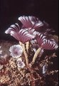 Picture Title - Social Feather Duster Worms