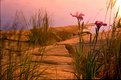 Picture Title - Georgian Bay Irises