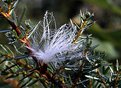 Picture Title - Milkweed seed in Juniper