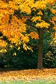 Picture Title - Autumn Gold