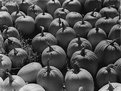 Picture Title - Pumpkins