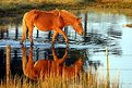 Picture Title - reflective wild horse