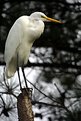 Picture Title - Egret at Bombay Hook Wildlife Refuge