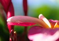 Picture Title - Plumeria 5