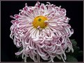 Picture Title - Chrysanthemum