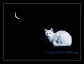 Picture Title - The cat of the MOON