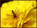 Picture Title - Bee Thingy 2