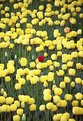 Picture Title - Who is afraid of yellow,green and red