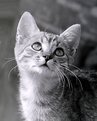 Picture Title - B&W Cat