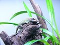 Picture Title - ANOLIS