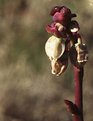 Picture Title - Fall Blueberry Blossom