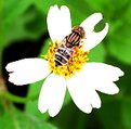 Picture Title - the bee