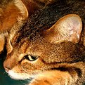 Picture Title - Don\'t disturb me!