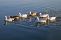 Picture Title - Ducks