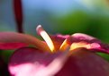 Picture Title - Plumeria 6