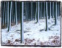 Picture Title - Trees in Snow