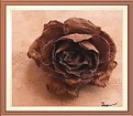 Picture Title - 'a very old rose"