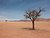 Trees in a desert landscape