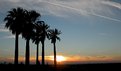 Picture Title - Sunset Palms #2