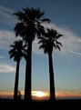 Picture Title - Sunset Palms