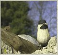 Picture Title - 'a little friend on the tree stump at mom-moms'