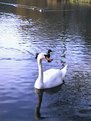 Picture Title - Swan