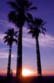 Picture Title - Sunset Palms as Art