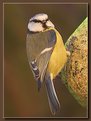 Picture Title - Blue Tit